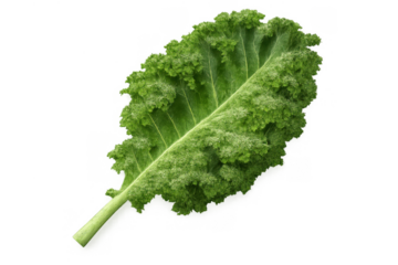 Curly kale leaf, a raw and fresh green vegetable, symbolizing healthy nutrition and organic superfood for a balanced diet