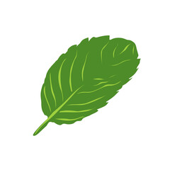 Green mint leaf on transparent background in flat style © Olesia Frei