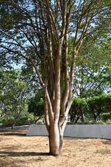 tree in the park, brazilian ironwood tree in sunny public park, libidibia ferrea with green leaves and tall trunk, isolated tropical tree in outdoor garden, nature and botany landscape in summer day