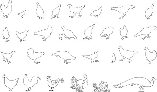 Collection of minimalist poultry and bird line art silhouettes featuring chickens, roosters, turkeys, and peacocks in various standing and feeding poses.