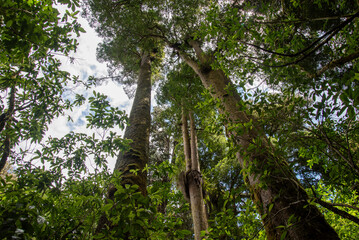 Fototapeta premium New Zealand rain forest trees. Ruapehu district