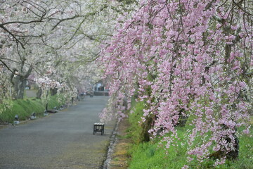 山口　山口県　徳佐八幡宮　桜