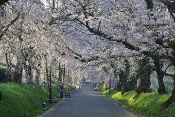 山口　山口県　徳佐八幡宮　桜