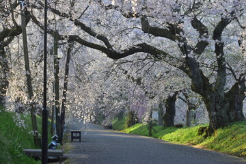 山口　山口県　徳佐八幡宮　桜