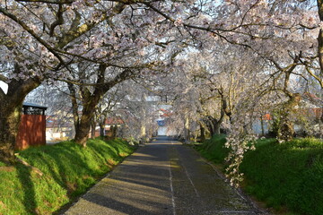 山口　山口県　徳佐八幡宮　桜