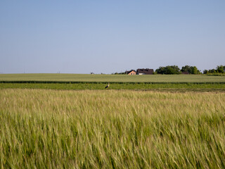 Fototapeta premium A bird in a green field with a house behind it
