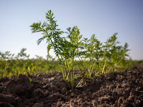 Young carrot plants are emerging from soil in a field