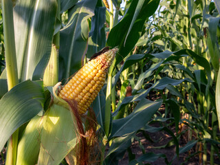 Corn is developing on plants in a sunny field