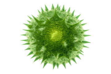 Microscopic green virus or bacteria cell with sharp spikes, representing infection, disease, and biology concept on transparent background
