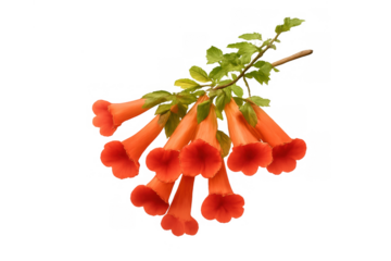 Orange trumpet vine flowers blooming on a branch with green leaves against a transparent background