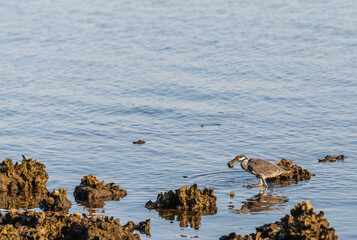 Yellow-Crowned Hight Heron on rocks, with crab in mouth