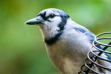 A Blue Jay (Cyanocitta cristata) perched on a textured branch in Waukesha County with ample copy...