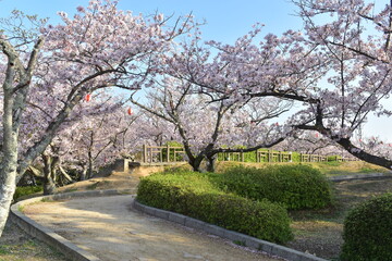 Fototapeta premium 山口 山口県 桜 春 戦場ヶ原公園