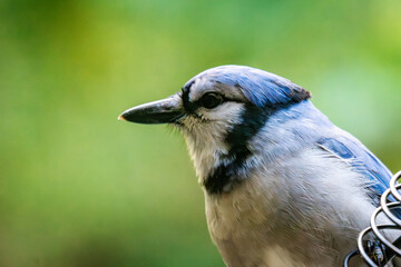 A Blue Jay (Cyanocitta cristata) perched on a textured branch in Waukesha County with ample copy space in the background for editorial or ad design.