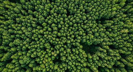 Aerial top view of green trees in forest. Drone view of dense green tree captures CO2. Green tree nature background for carbon neutrality and net zero emissions concept. Sustainable green environment.