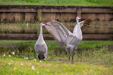 Sandhill cranes forage peacefully along the edge of a beautiful pond in Tampa Bay, Florida, surrounded by calm waters and lush greenery. Their tall silhouettes and graceful movements reflect softly on
