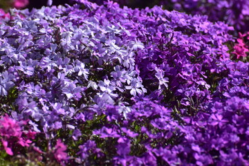 広島　春　芝桜　花夢の里