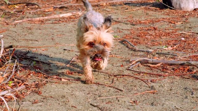 An off-leash mall mixed breed brown, grey dog strutting along on the beach, stepping between fallen branches and leaves. Tongue out, big floppy ears bopping around with every little step