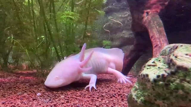 Axolotl Ambystoma mexicanum inside an aquarium, moving along the bottom