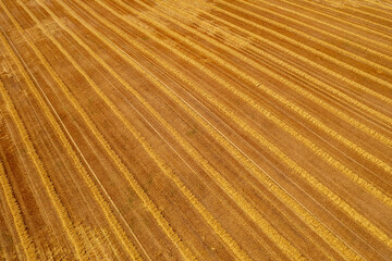 a farmer's field after the wheat harvest