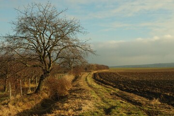 tree in the field