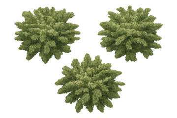 Top-down view of three vibrant green bushes with luscious foliage, set against a clear backdrop