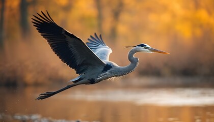 Fototapeta premium Great blue heron flies over water with wings spread wide. Background shows warm blurred autumn trees. Bird is in mid flight near lake surface during golden hour light.