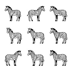 zebras vector illustration