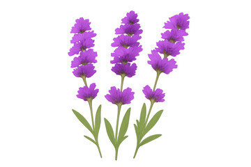 Obraz premium Three delicate purple flowering plants creating a serene botanical arrangement, perfect for spring and nature designs