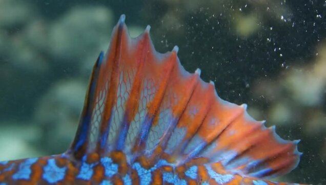 Vibrant Mandarin Fish - A Close-Up Underwater View.