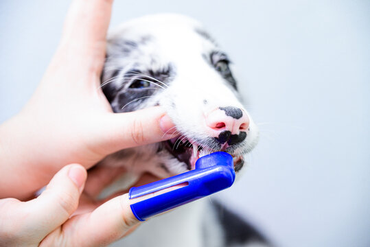 Border collie puppy having teeth cleaned with silicone finger toothbrush during pet dental care routine on white background. Veterinary.