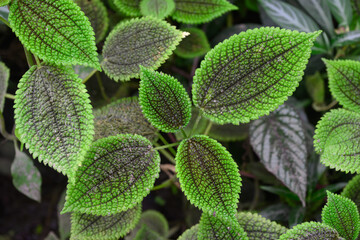 Pilea involucrata
