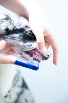 Border collie puppy having teeth cleaned with silicone finger toothbrush during pet dental care routine on white background. Veterinary.