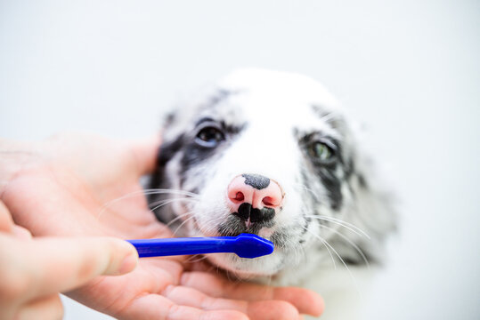 Dog border collie puppy having teeth cleaned with handheld silicone dog toothbrush during pet oral hygiene routine on white background.