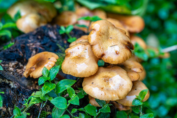 Detail of Armillaria mellea mushrooms decomposing tree trunks near the Lagoa Azul waterfall.