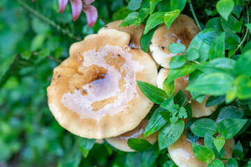 Detail of Armillaria mellea mushrooms decomposing tree trunks near the Lagoa Azul waterfall.