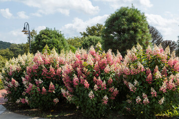 Obraz premium Pink and white panicle hydrangea flowers in a garden