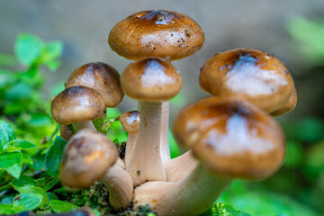 Detail of Armillaria mellea mushrooms decomposing tree trunks near the Lagoa Azul waterfall. © Pedro Emanuel 