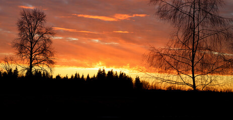 Sunset leafless trees and orange skies