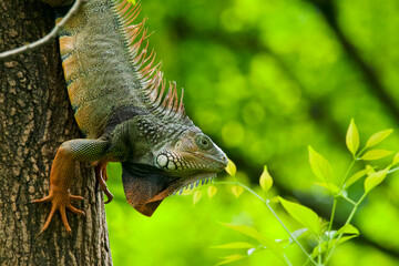 Obraz premium Green iguana on a tree with blurry background in a colombian forest.
