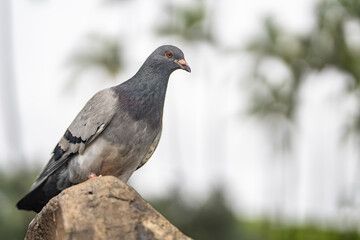 Fototapeta premium The rock dove (Columba livia), also known as the rock pigeon or common pigeon, is a member of the bird family Columbidae (doves and pigeons). Kapiʻolani Regional Park, Waikiki, Honolulu, Oahu, Hawaii.