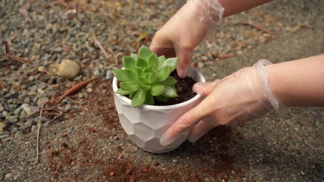 Gloved female hands carefully take a green succulent out of a white pot, exposing long roots. Close up gardening scene, houseplant care and repotting concept.