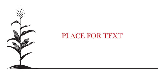 corn cob background isolated on white background