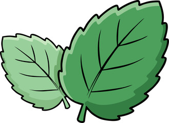 Two overlapping green mint leaves flat vector illustration © Gian