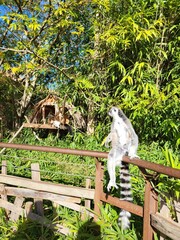 Naklejka premium Lemur sitting on a railing in a green area with trees and a wooden structure in the background 