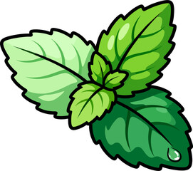 Fresh mint leaves cluster with dew drop vector illustration © Gian