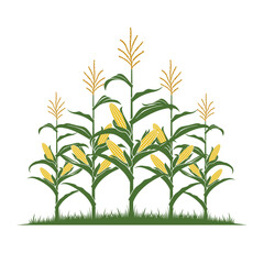 corn field illustration isolated on white background
