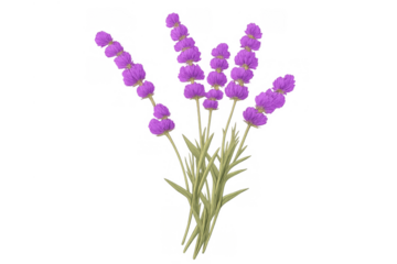 Purple lavender flowers illustration on transparent background depicting botanical beauty and aromatherapy relaxation