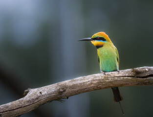 Fototapeta premium Australian Rainbow Bee-eater perched in natural habitat