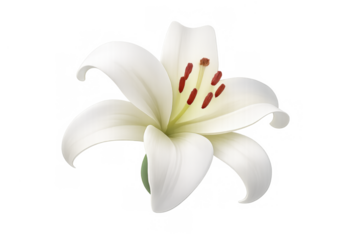 White lily flower blooming showing pollen stigma and petals botanical illustration with transparent background